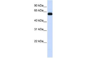 TRIM60 antibody used at 1 ug/ml to detect target protein. (TRIM60 anticorps  (N-Term))