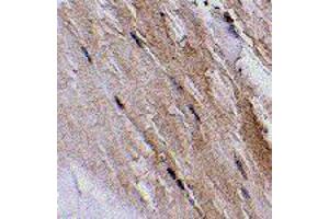 Immunohistochemistry of GBAS in mouse skeletal muscle tissue with GBAS polyclonal antibody  at 2.