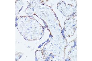Immunohistochemistry of paraffin-embedded human placenta using CNTN1 antibody (ABIN7266492) at dilution of 1:100 (40x lens). (Contactin 1 anticorps  (AA 250-350))