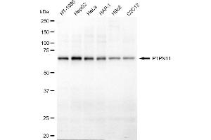 Western blotting analysis using PTPN11 antibody (ABIN7800040).