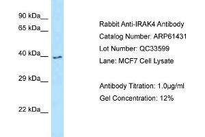Western Blotting (WB) image for anti-Interleukin-1 Receptor-Associated Kinase 4 (IRAK4) (C-Term) antibody (ABIN2788803) (IRAK4 anticorps  (C-Term))