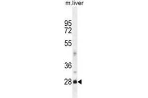 Western blot analysis in mouse liver tissue lysates (35ug/lane) using DNAJB8  Antibody (N-term).
