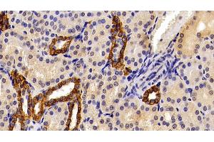 Detection of CK19 in Porcine Kidney Tissue using Polyclonal Antibody to Cytokeratin 19 (CK19) (Cytokeratin 19 anticorps  (AA 245-391))