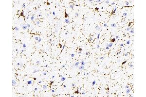 Immunohistochemistry analysis of paraffin-embedded mouse brain using AIF1 Monoclonal Antibody at dilution of 1:400. (Iba1 anticorps)