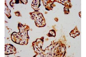 IHC image of ABIN7163932 diluted at 1:300 and staining in paraffin-embedded human placenta tissue performed on a Leica BondTM system. (KCNK3 anticorps  (AA 278-379))