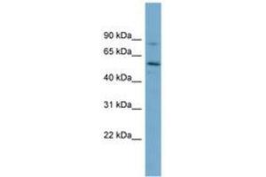 Image no. 1 for anti-Syntrophin, gamma 1 (SNTG1) (AA 215-264) antibody (ABIN6744162) (Syntrophin gamma 1 anticorps  (AA 215-264))
