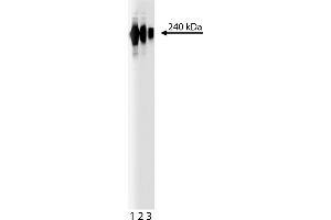 Western Blotting (WB) image for anti-Fibronectin antibody (ABIN967729)