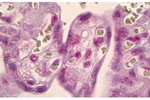 Anti-MSK1 antibody IHC staining of human placenta. (MSK1 anticorps)