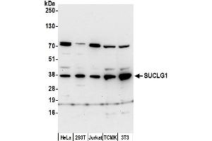 anti-Succinate-CoA Ligase, alpha Subunit (SUCLG1) (AA 296-346) antibody