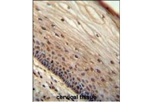 WIBG antibody (N-term) (ABIN654666 and ABIN2844362) immunohistochemistry analysis in formalin fixed and paraffin embedded human cervical tissue followed by peroxidase conjugation of the secondary antibody and DAB staining.