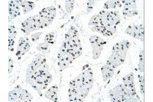 Image no. 3 for anti-RNA Binding Motif Protein 22 (RBM22) (AA 301-350) antibody (ABIN6736326)