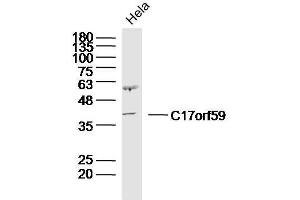 HeLa Cell lysates probed with C17orf59 Polyclonal Antibody, unconjugated  at 1:300 overnight at 4°C followed by a conjugated secondary antibody for 60 minutes at 37°C. (C17orf59 anticorps)