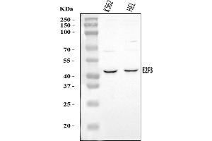 Western blot analysis of E2F3 using anti-E2F3 antibody (ABIN7601034).