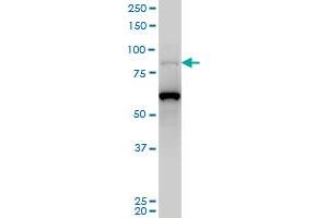 PCAF monoclonal antibody (M05), clone 5E8 Western Blot analysis of PCAF expression in Hela S3 NE . (KAT2B anticorps  (AA 353-452))