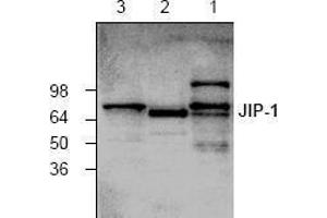 Image no. 1 for anti-Mitogen-Activated Protein Kinase 8 Interacting Protein 1 (MAPK8IP1) antibody (ABIN127294) (MAPK8IP1 anticorps)