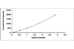 Keratin 6C (KRT6C) ELISA Kit
