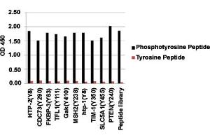 ELISA analysis of various phosphotyrosine peptides and corresponding non-phosphorylated peptides with Phosphotyrosine monoclonal antibody, clone E10 . (Phosphotyrosine anticorps)