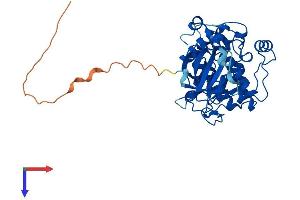 AlphaFold protein structure predicition of Mouse Recombinant Prkx Protein, UniprotID Q922R0