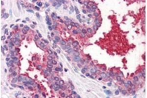 Anti-CD26 antibody  ABIN960766 IHC staining of human prostate.