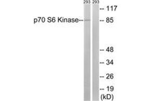 Western blot analysis of extracts from 293 cells, using p70 S6 Kinase (Ab-427) Antibody. (RPS6KB1 anticorps  (AA 393-442))