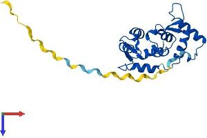 AlphaFold protein structure predicition of Human Recombinant MYL4 Protein, UniprotID P12829