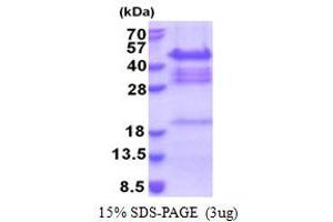 SDS-PAGE (SDS) image for Protein Quaking (QKI) (AA 1-341) protein (His tag) (ABIN5853304)