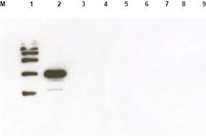 Western blot using anti-Yeast ULP-1 antibody was used to confirm the specificity of the antibody. (ULP1 anticorps)