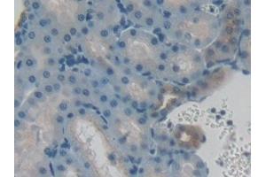 Detection of VGF in Human Kidney Tissue using Polyclonal Antibody to VGF Nerve Growth Factor Inducible (VGF)