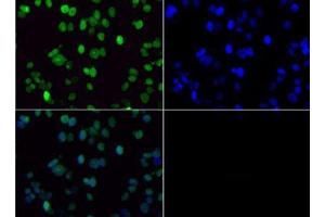 Immunofluorescence of Rabbit Anti-Histone H3 [Dimethyl Lys36] Antibody.