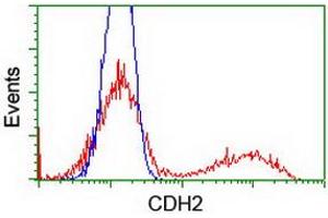 Flow Cytometry (FACS) image for anti-Cadherin 2 (CDH2) antibody (ABIN1499626)