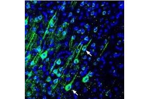 Expression of PMCA4 in rat parietal cortex - Immunohistochemical staining of perfusion-fixed frozen rat brain sections using Anti-PMCA4 Antibody (ABIN7042958, ABIN7044146 and ABIN7044147), (1:300), followed by goat anti-rabbit-AlexaFluor-488 antibody.