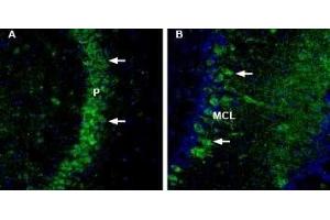 Expression of NCAM2 in mouse brain - Immunohistochemical staining of mouse free-floating frozen brain sections using Anti-NCAM2 (extracellular) Antibody (ABIN7043352, ABIN7044688 and ABIN7044689). (NCAM2 anticorps  (Extracellular, N-Term))