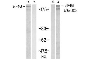 Western blot analysis of extracts from 293 cell using eIF4G (Ab-1232) Antibody (E021514, Lane 1 and 2) and eIF4G (phospho-Ser1232) antibody (E011514, Lane 3 and 4). (EIF4G1 anticorps  (pSer1232))
