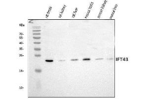 Western blot analysis of IFT43 using anti-IFT43 antibody (ABIN7599083). (IFT43 anticorps  (AA 1-208))