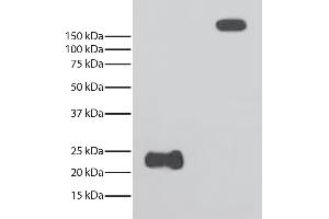 Reduced and non-reduced rabbit IgG was resolved by electrophoresis, transferred to PVDF membrane, and probed with Mouse Anti-Rabbit Light Chain-HRP. (Light Chain anticorps)