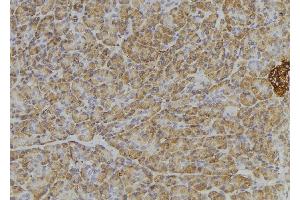 ABIN6276405 at 1/100 staining Human pancreas tissue by IHC-P. (ITGA4 anticorps  (C-Term))