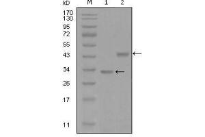 Western Blot showing SKP2 antibody used against truncated Trx-SKP2 recombinant protein (1) and GST-SKP2 (aa1-130) recombinant protein (2). (SKP2 anticorps  (AA 1-130))