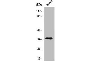 Western Blot analysis of HepG2 cells using Rag A/B Polyclonal Antibody (RRAGA anticorps  (C-Term))