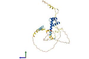 AlphaFold protein structure predicition of Mouse Recombinant Nkx2-5 Protein, UniprotID P42582