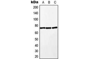 Western blot analysis of MEKK2 expression in A549 (A), Raw264. (MAP3K2 anticorps  (Center))
