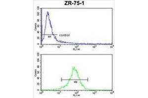 CHIA Antibody (N-term) FC analysis of ZR-75-1 cells (bottom histogram) compared to a negative control cell (top histogram). (CHIA anticorps  (N-Term))
