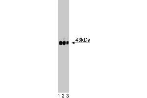 Western blot analysis of GAP-43/Neuromodulin on rat cerebrum lysate. (GAP43 anticorps  (AA 1-144))