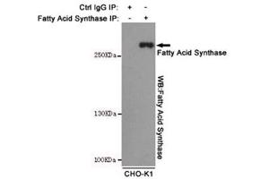Immunoprecipitation from CHO-K1 cell lysate with Fatty Acid Synthase antibody. (Fatty Acid Synthase anticorps)