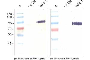 Western blot was performed using monoclonal anti-Mouse esFlk-1 recognizing the soluble as well as the transmembrane form of Flk-1 and poyclonal antibody directed against the unique C-terminal end of the endogenous esFlk-1 (GMEASLGDRIAMP) recognizing solely the endogenous form. (VEGFR2/CD309 anticorps  (C-Term))