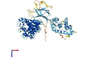 AlphaFold protein structure predicition of Human Recombinant CAPN13 Protein, UniprotID Q6MZZ7
