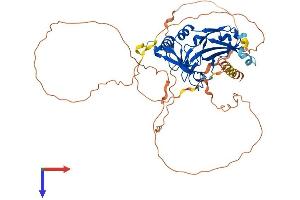 AlphaFold protein structure predicition of Mouse Recombinant Tbx1 Protein, UniprotID P70323