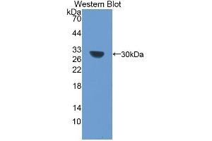 Western Blotting (WB) image for anti-BCL2-Like 1 (BCL2L1) (AA 2-212) antibody (ABIN1077850)