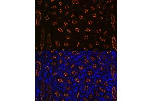 Immunofluorescence analysis of mouse kidney using CD13/ANPEP Rabbit mAb (ABIN7265525) at dilution of 1:100 (40x lens). (CD13 anticorps)
