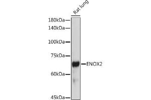 Western blot analysis of extracts of Rat lung, using ENOX2 antibody (ABIN6129374, ABIN6140176, ABIN6140178 and ABIN6222855) at 1:1000 dilution. (ENOX2 anticorps  (AA 411-610))