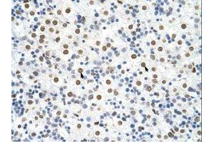 Image no. 1 for anti-Heterogeneous Nuclear Ribonucleoprotein A3 (HNRNPA3) (N-Term) antibody (ABIN202382)